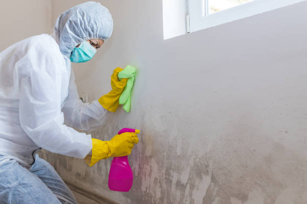 Reliable Waxahachie, TX Mold Removal Services Solutions